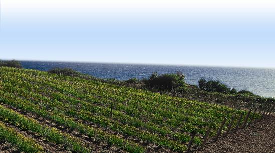 Italy vineyard by the sea