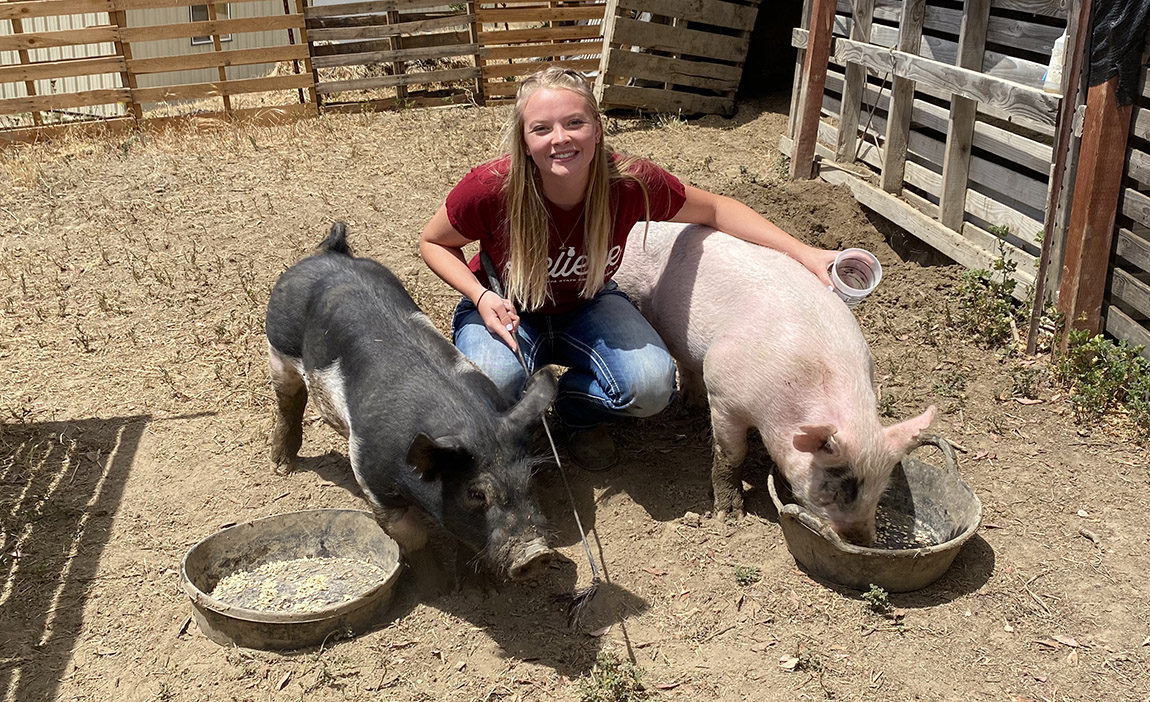 Casside Banish with pigs