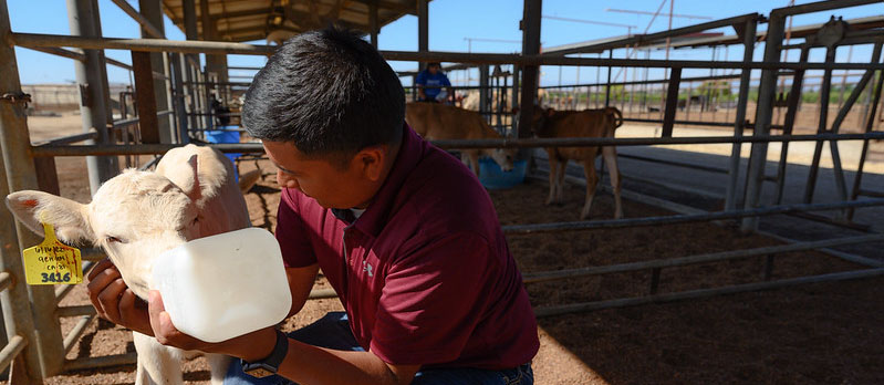 ivan trajillo feeding goat student feeding goat