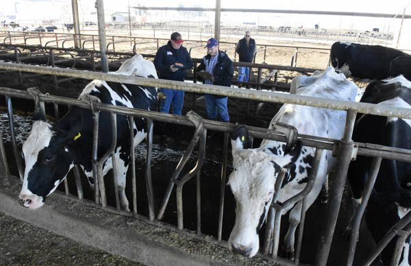 Dairy receives high rankings