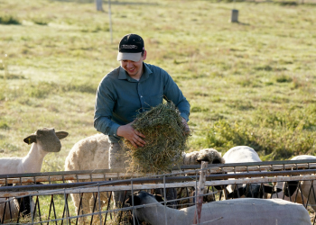 Student feeding sheep 