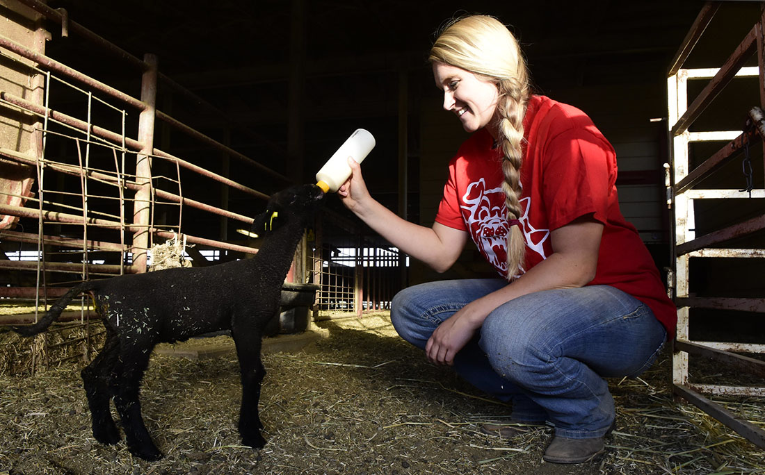 Annika Austin bottle feeding a lamb at the Sheep Unit