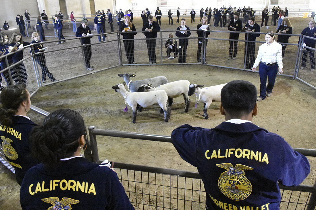 Sheep Judging Contest at FFA Field Day 2022