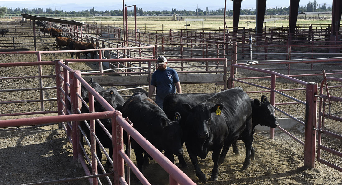 Will Seghesio working with cattle in the beef unit