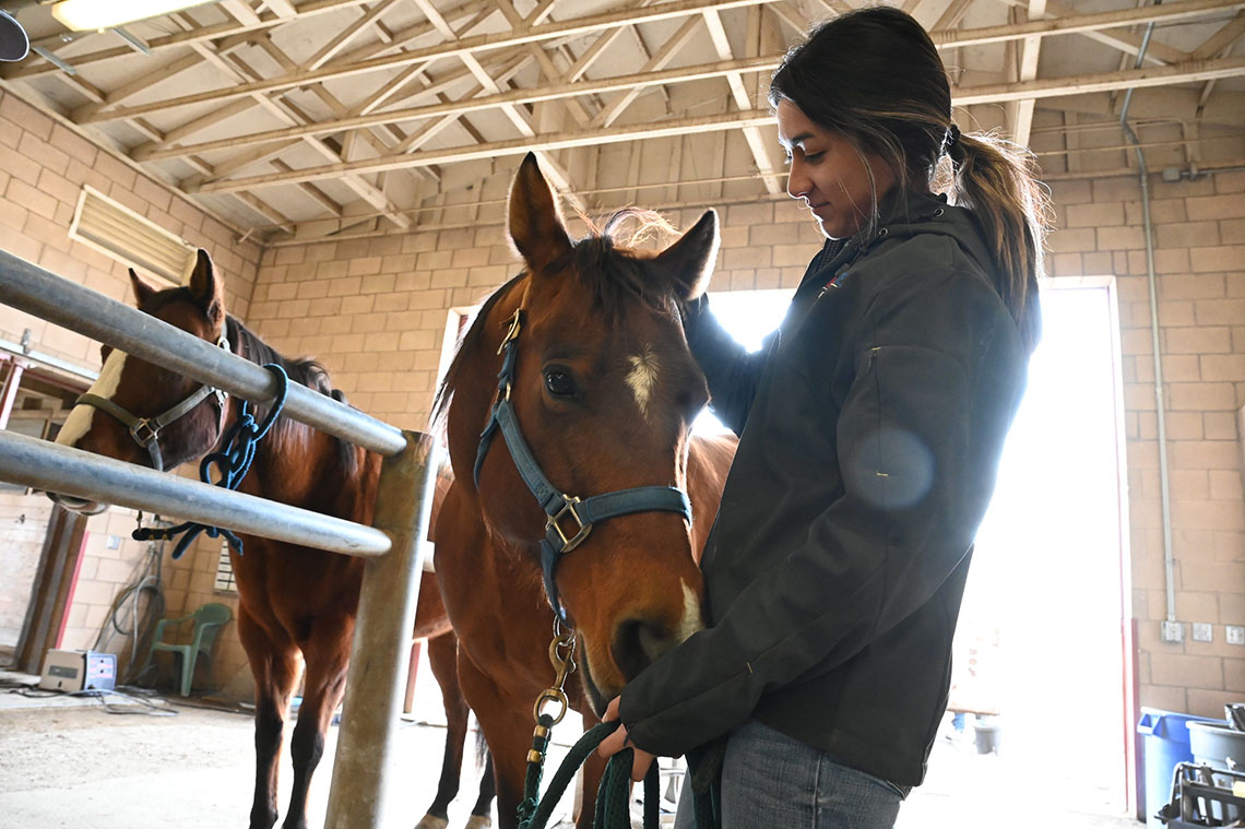 Jacquelynne Lau working with quarter horse at the at the campus equine unit