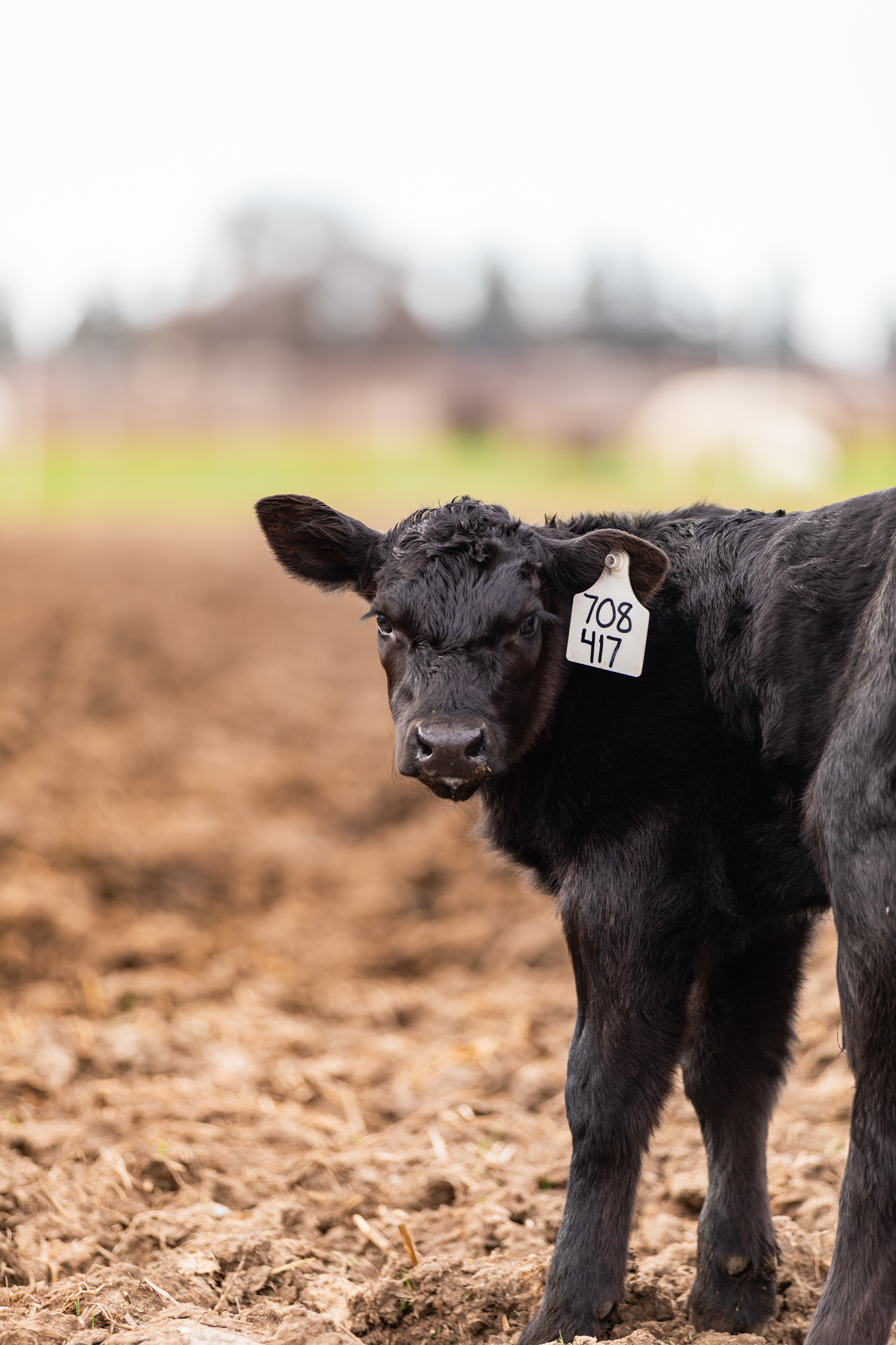 black calf standing in dirt facing camera