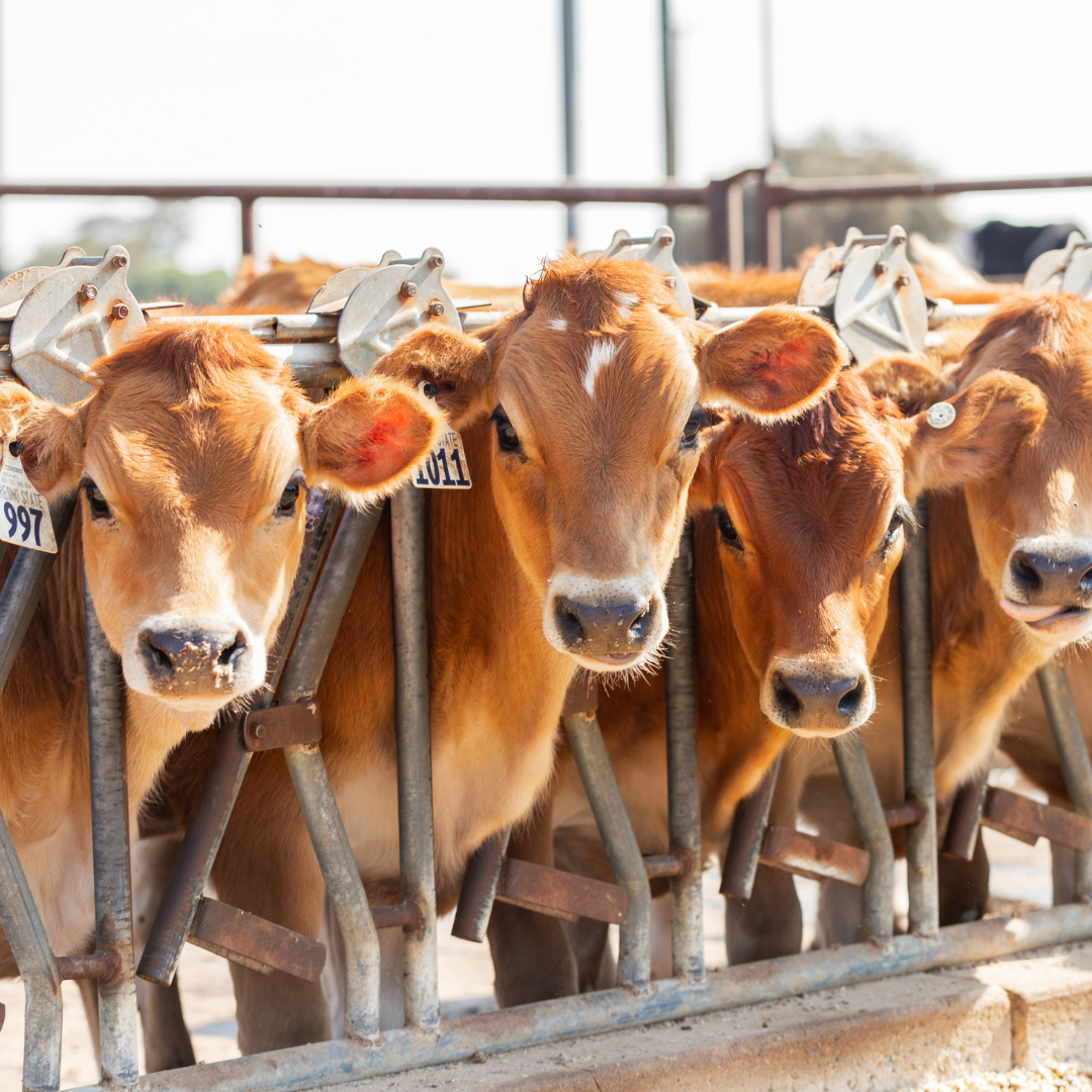 4 brown cows looking at calendar