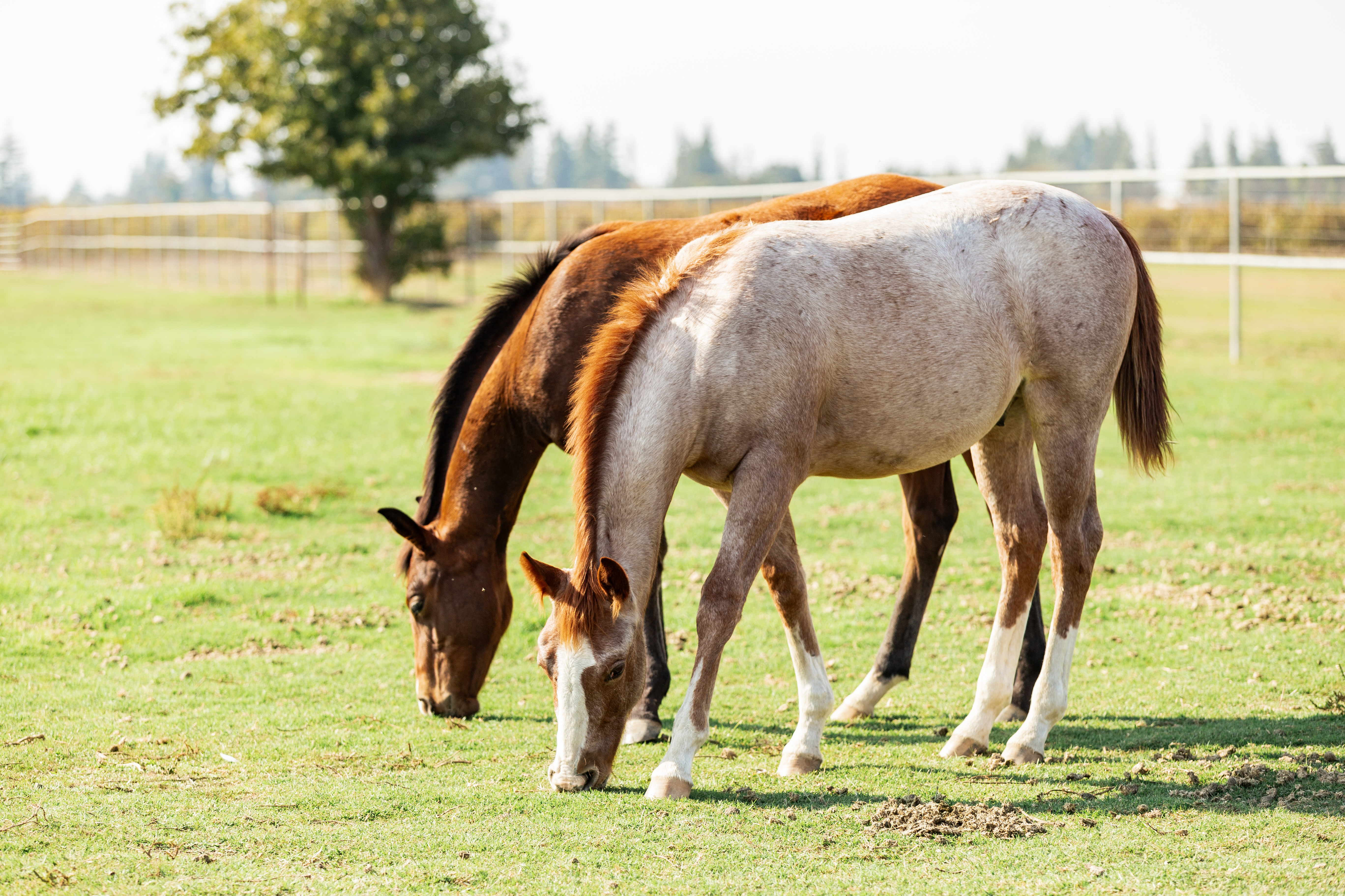 2 horses grazing on grass