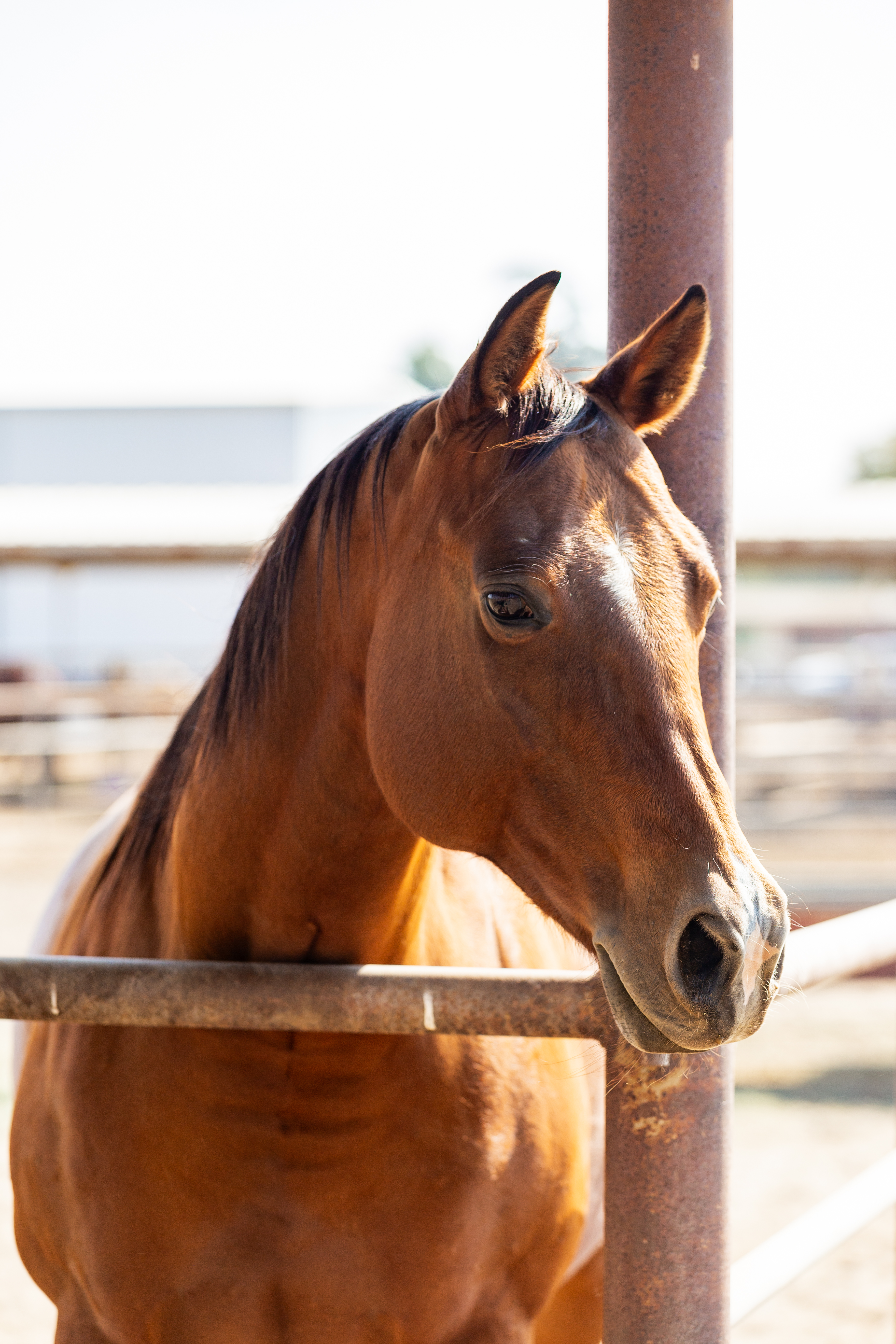 single horse looking over gate