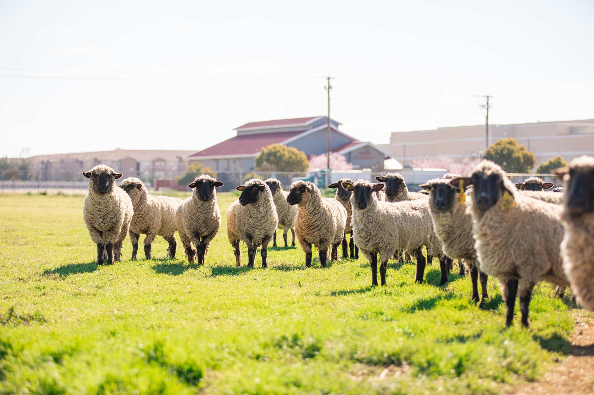 flock of sheep standing in grass