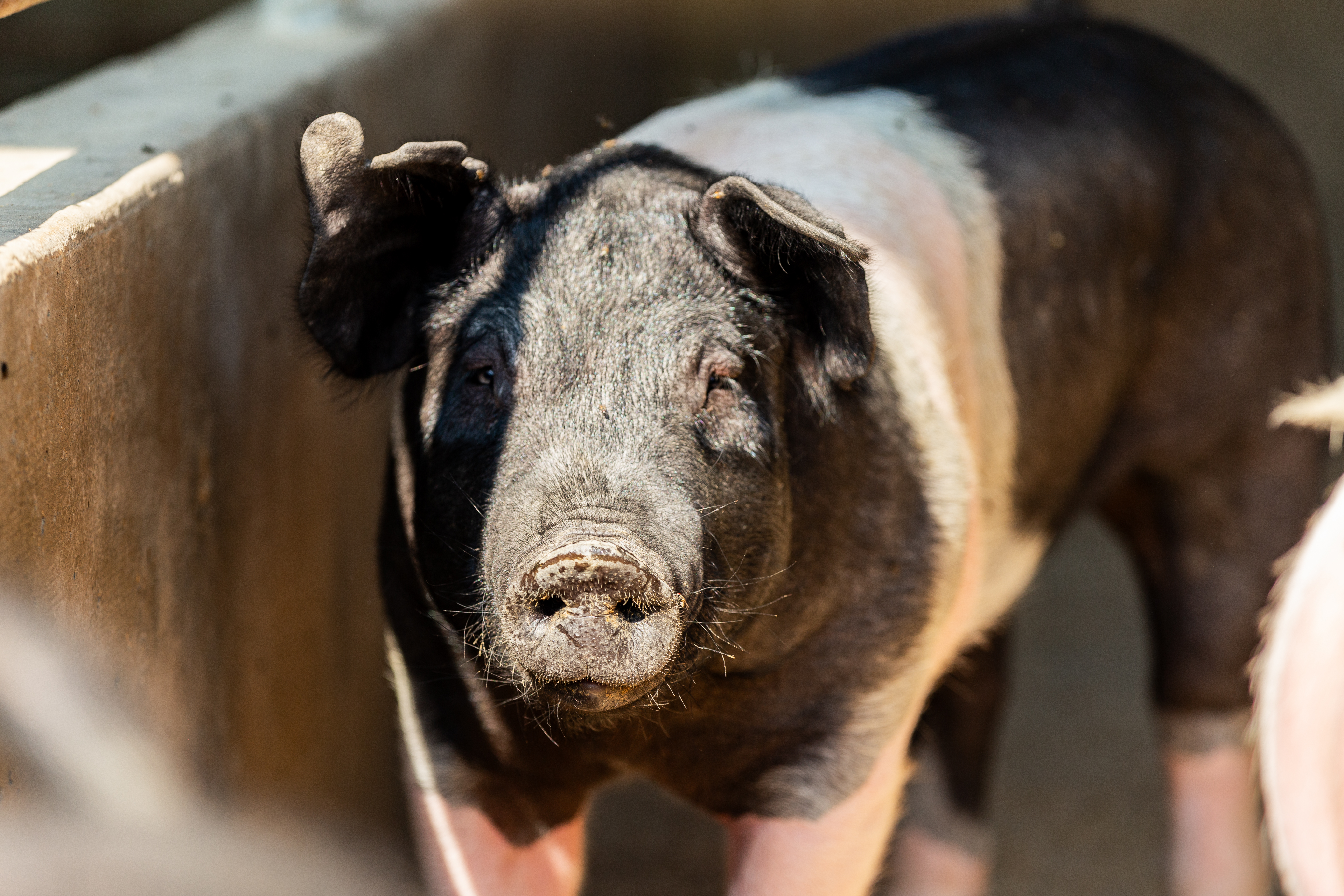 black and white pig looking at camera 