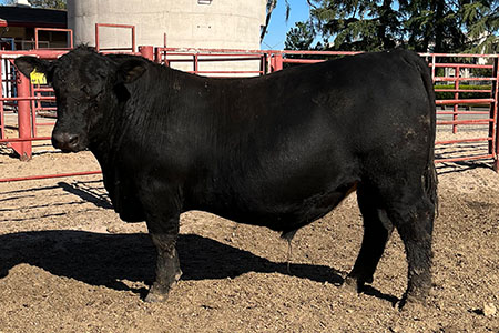 Bull # FSU 114 - Reg. # 20095426
