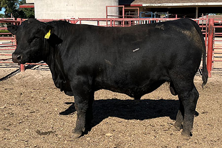 Bull # FSU 152 - Reg. # 20095434