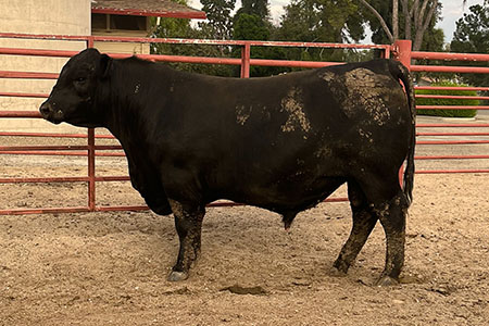 Bull # HV 2110* - Reg. # 20125871