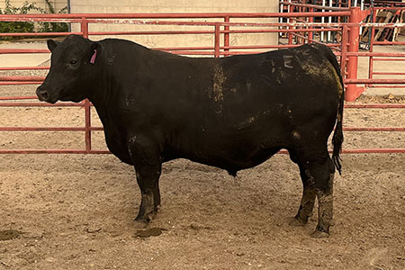 Bull #  HV 2128* - Reg. # 20149911