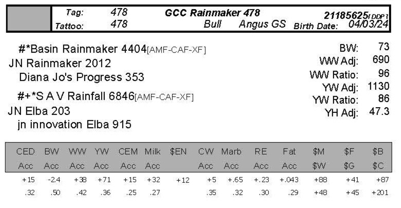 bull sale photo GCC 478