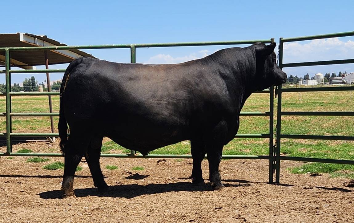 photo of FSU bull 408