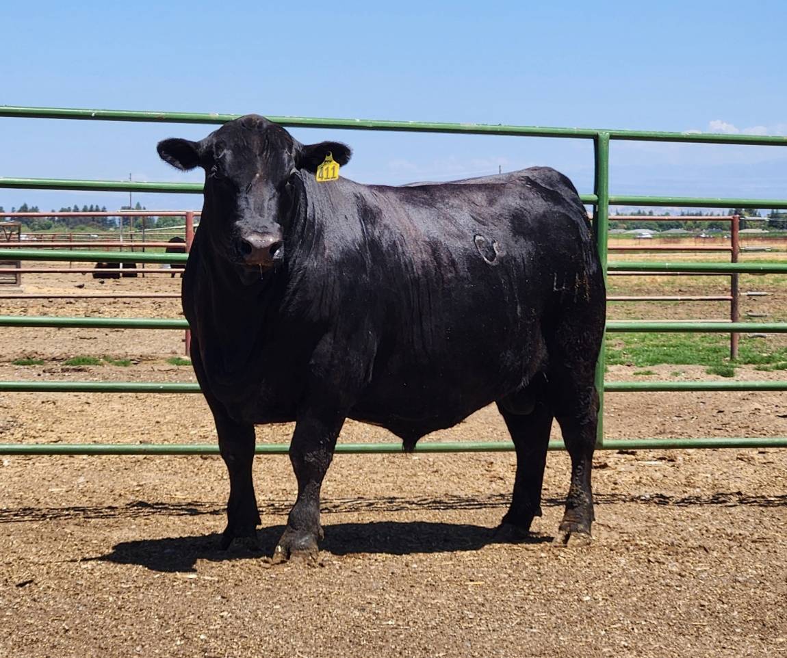 photo of FSU bull 411