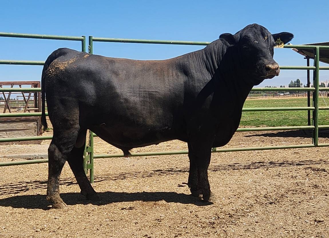 photo of FSU bull 415