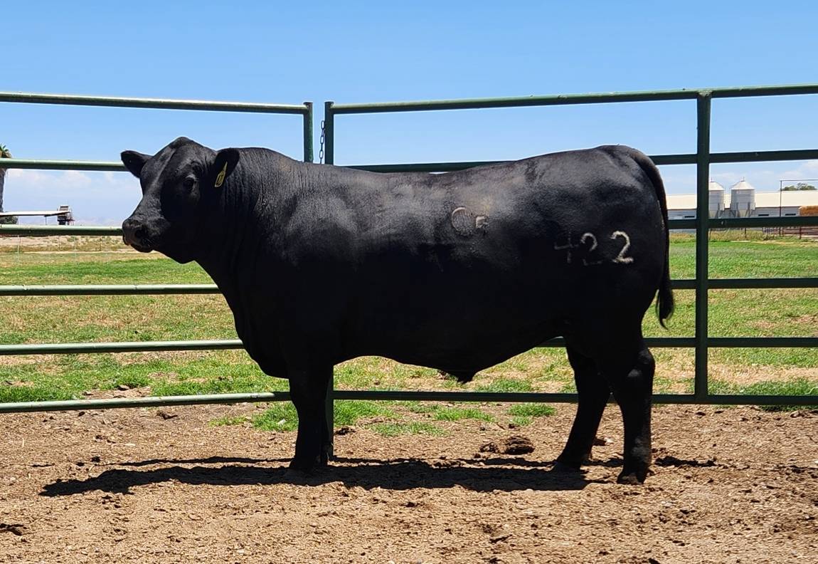 photo of FSU bull 422