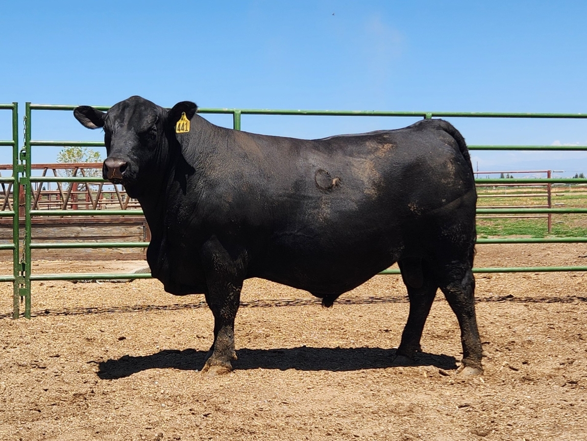 photo of FSU bull 441