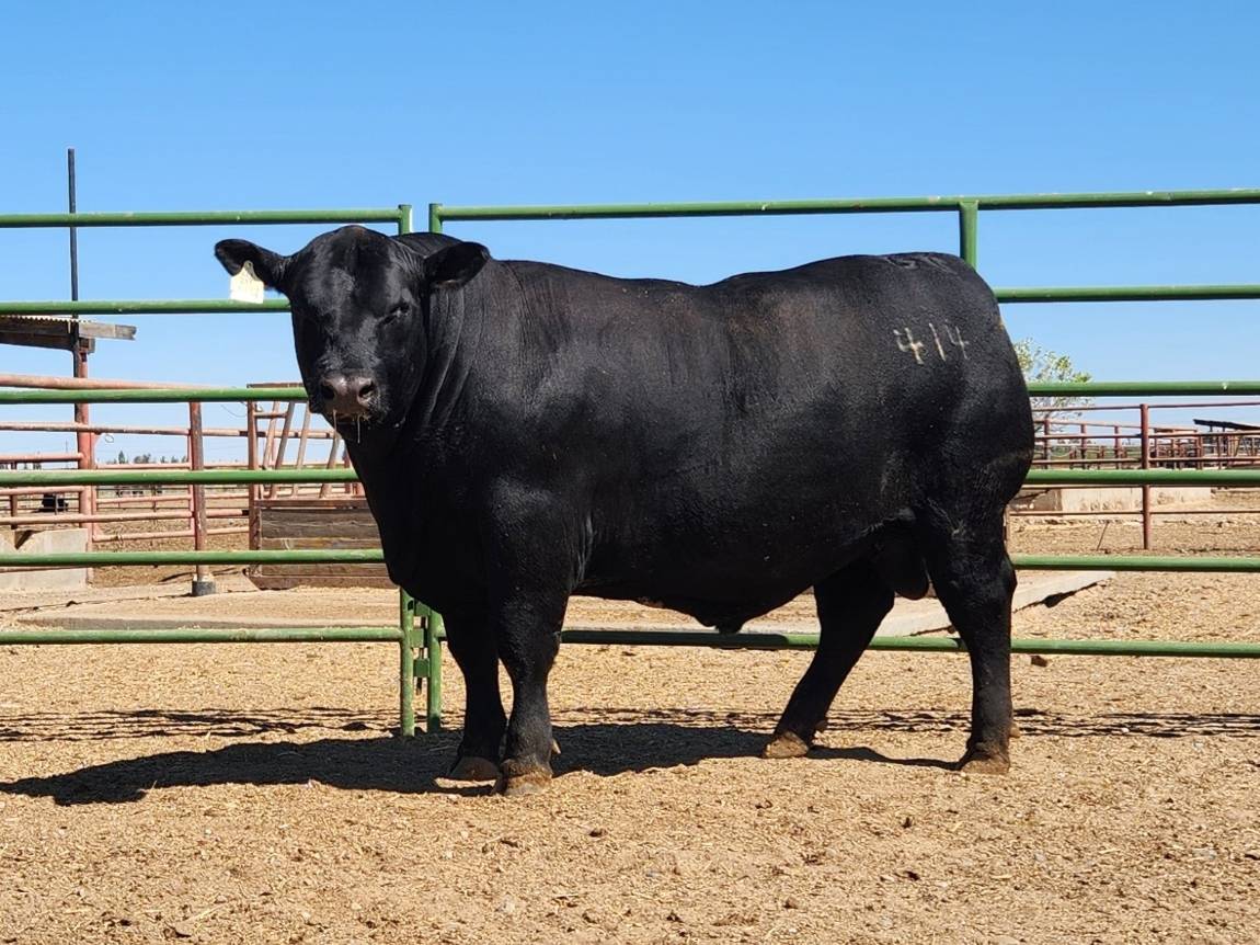 photo of GCC bull 414