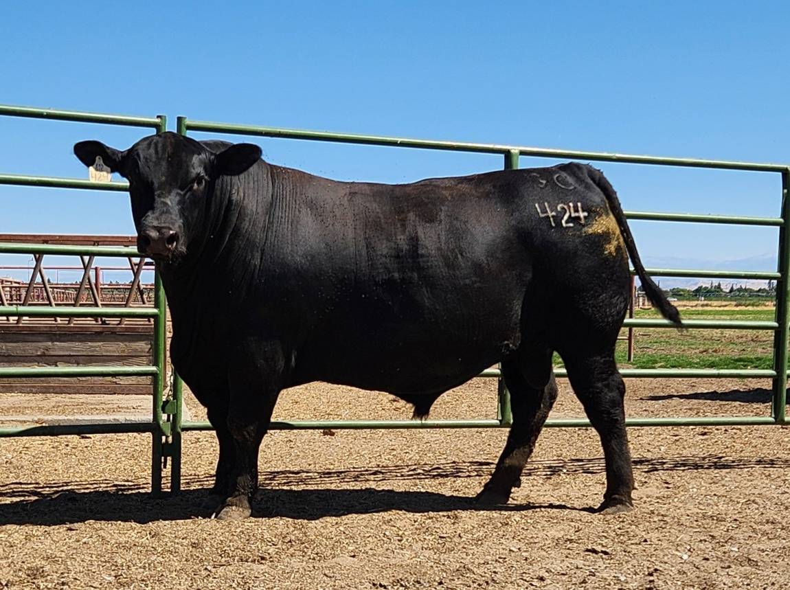 photo of gcc bull 424