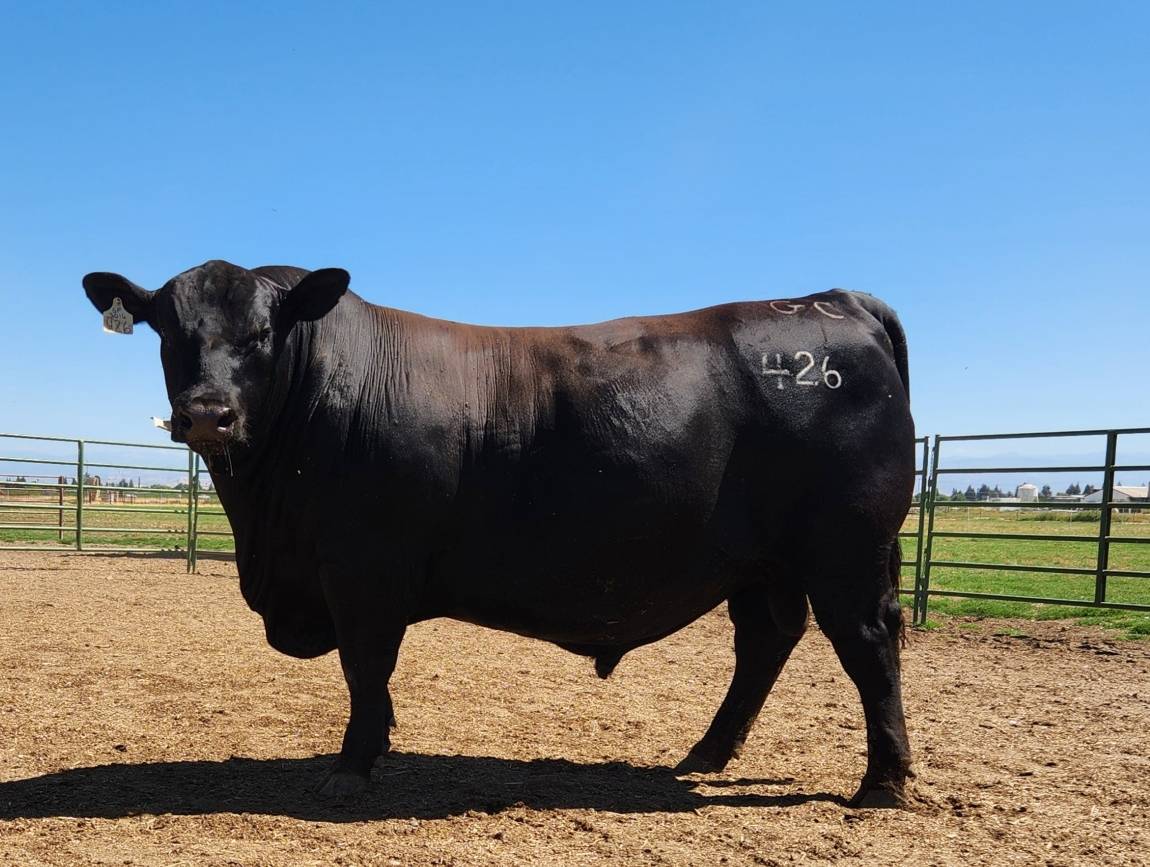 photo of gcc bull 426
