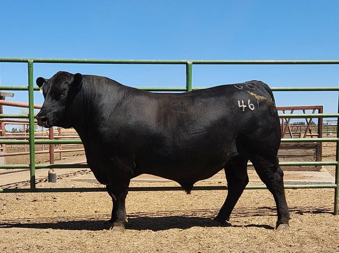 photo of gcc bull 461