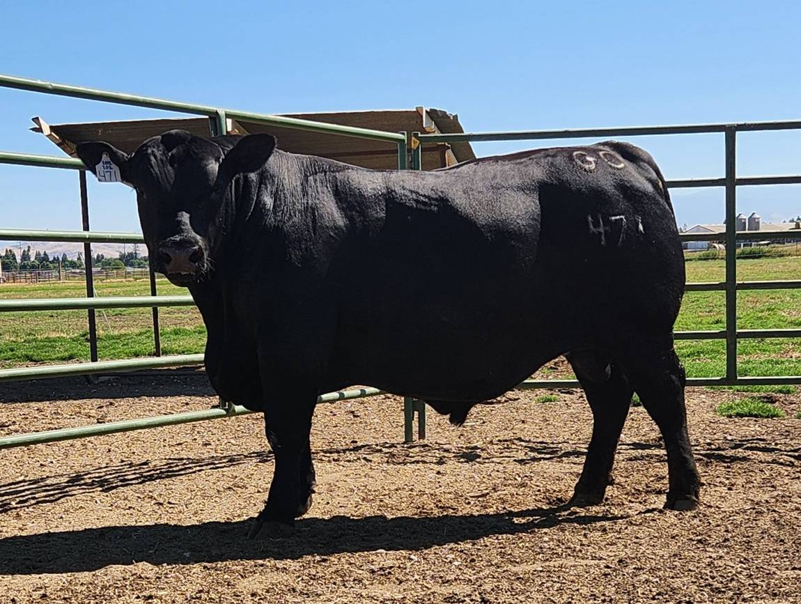 photo of GCC bull 471