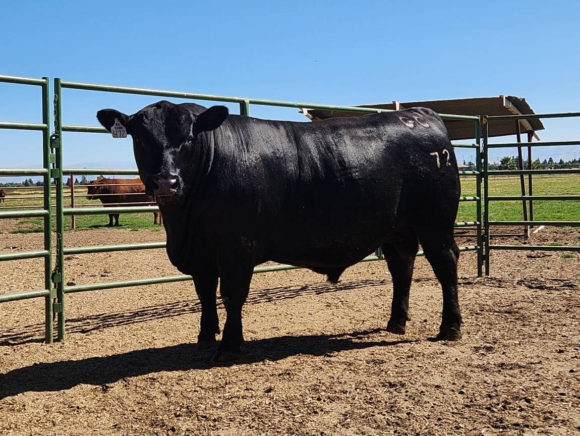 photo of GCC bull 472