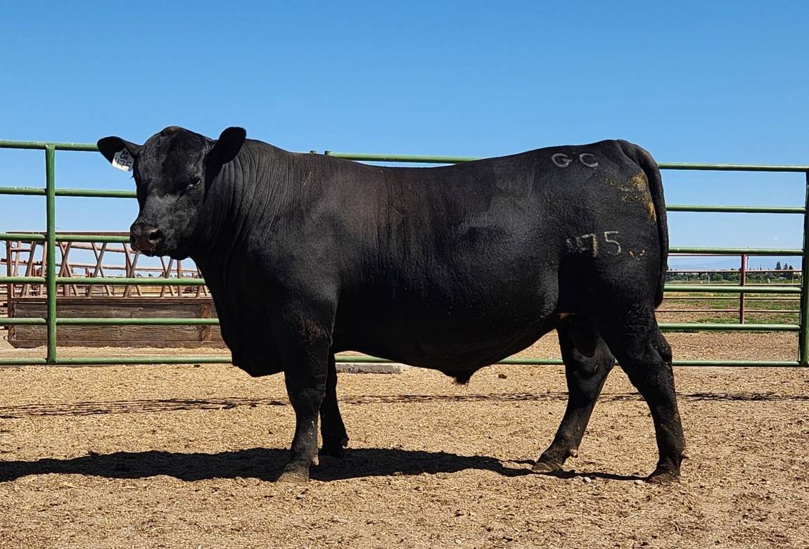 photo of GCC bull 475