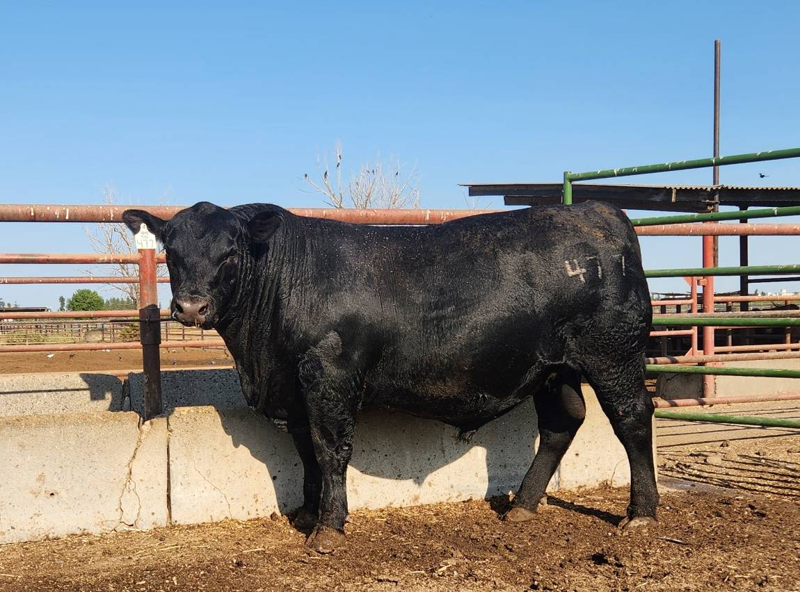 photo of GCC bull 477
