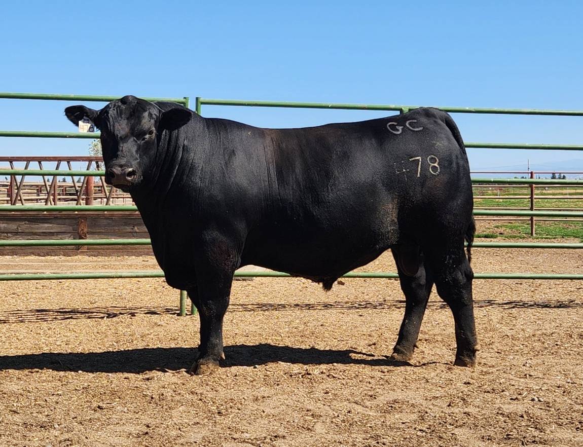 photo of GCC bull 478