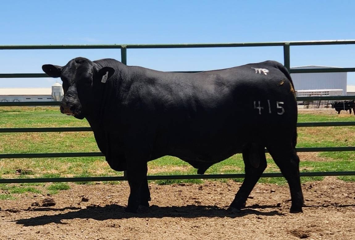 photo of PCC bull 415