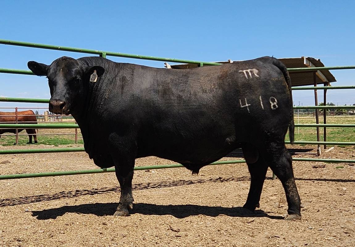 photo of PCC bull 418