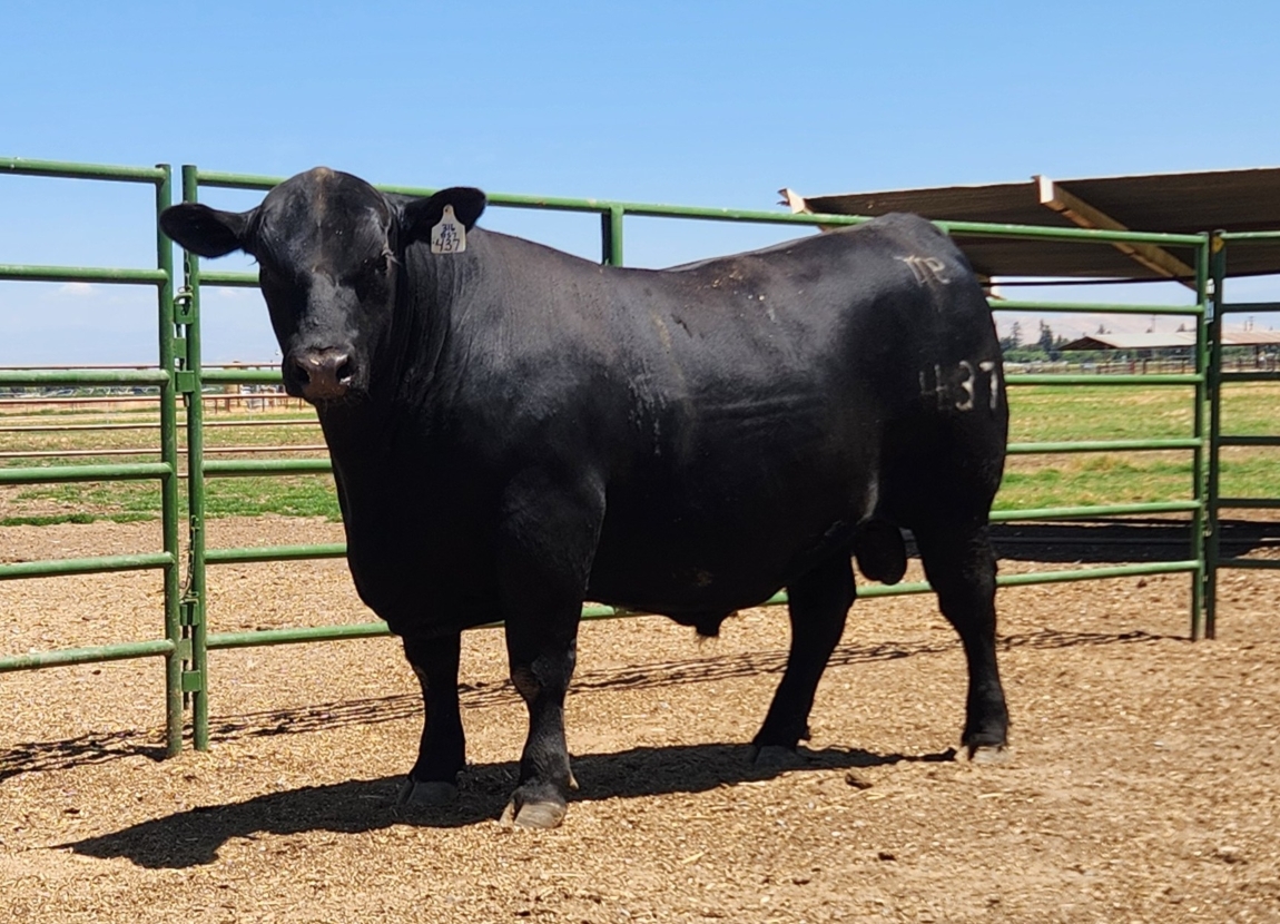 photo of PCC bull 437