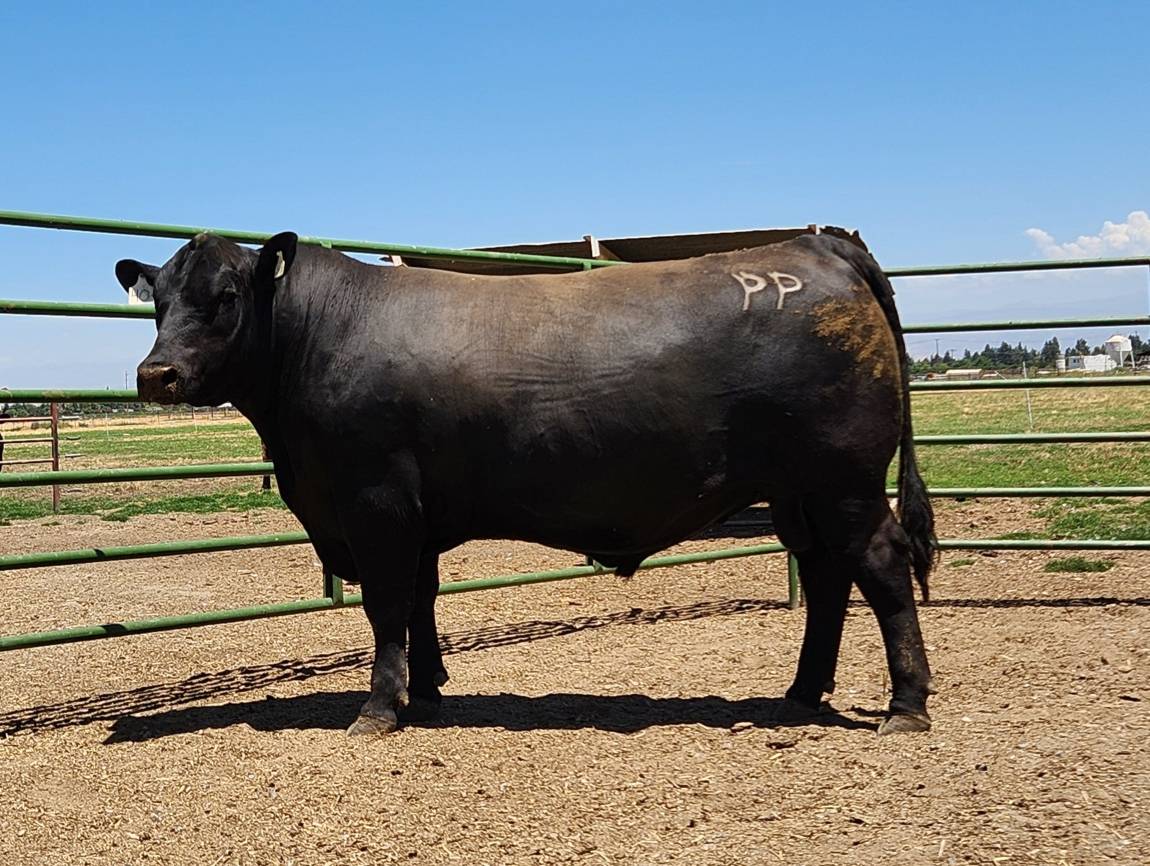photo of PON bull 40