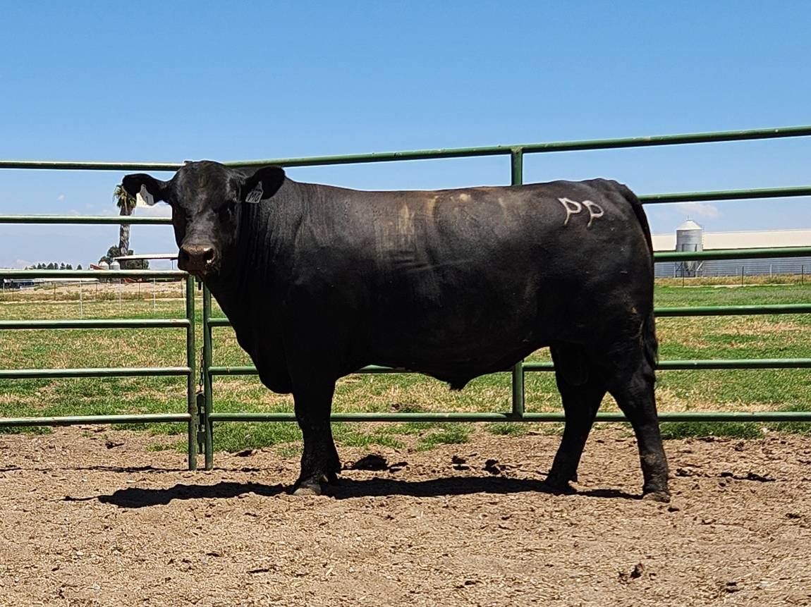 photo of PON bull 41