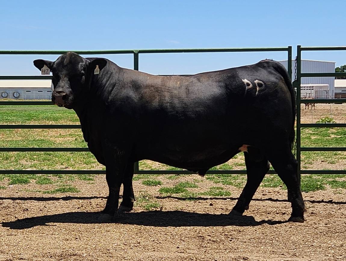 photo of PON bull 42