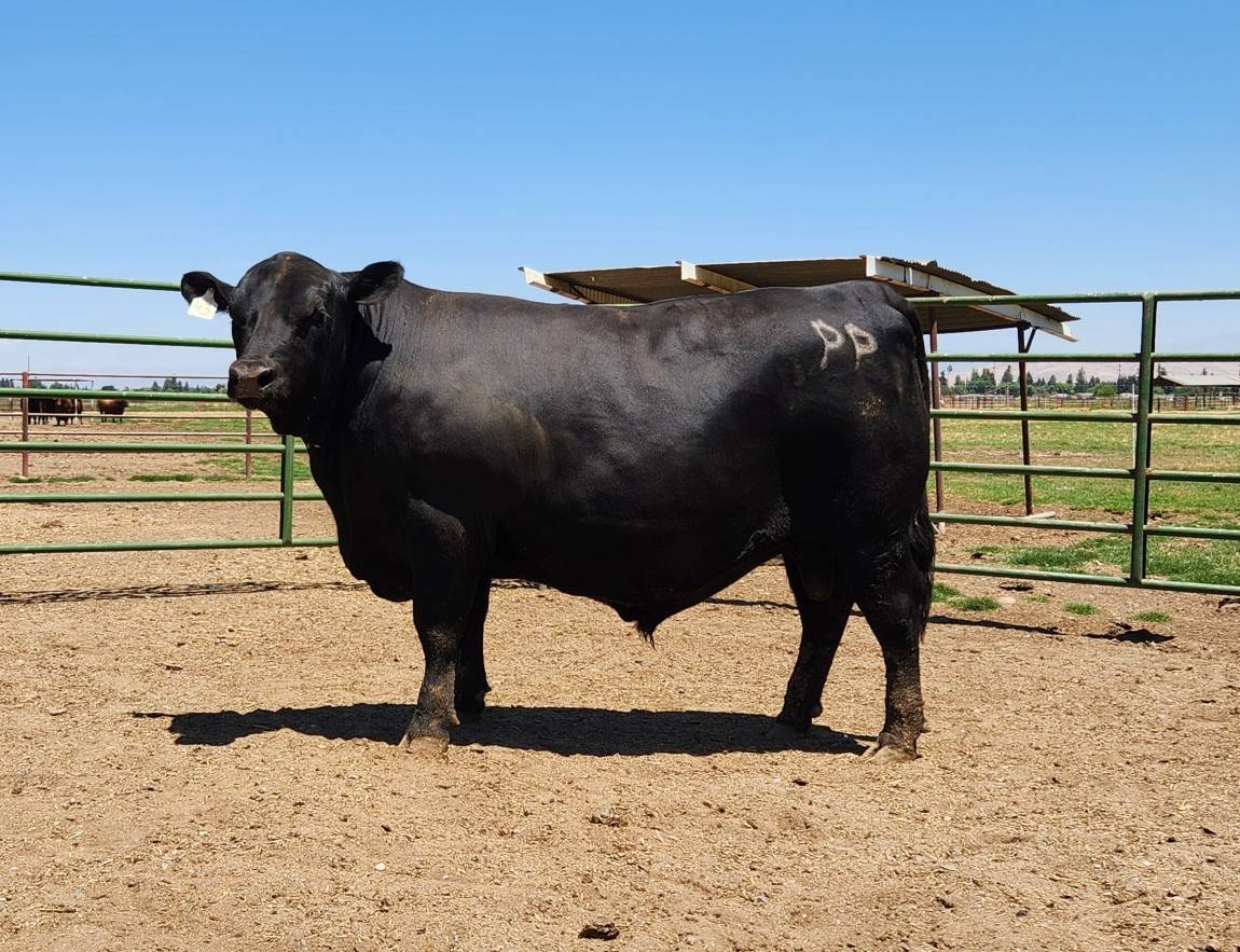 photo of PON bull 43