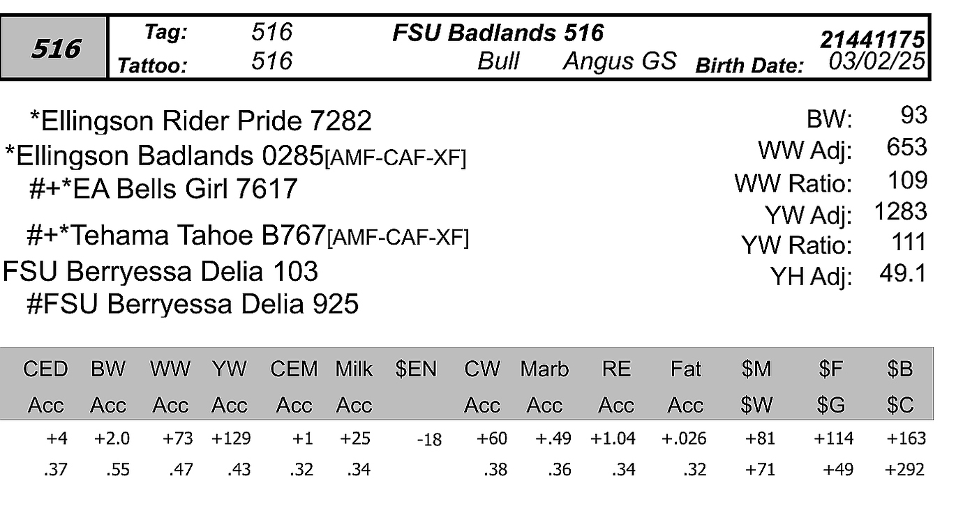bull sale photo FSU 516 data