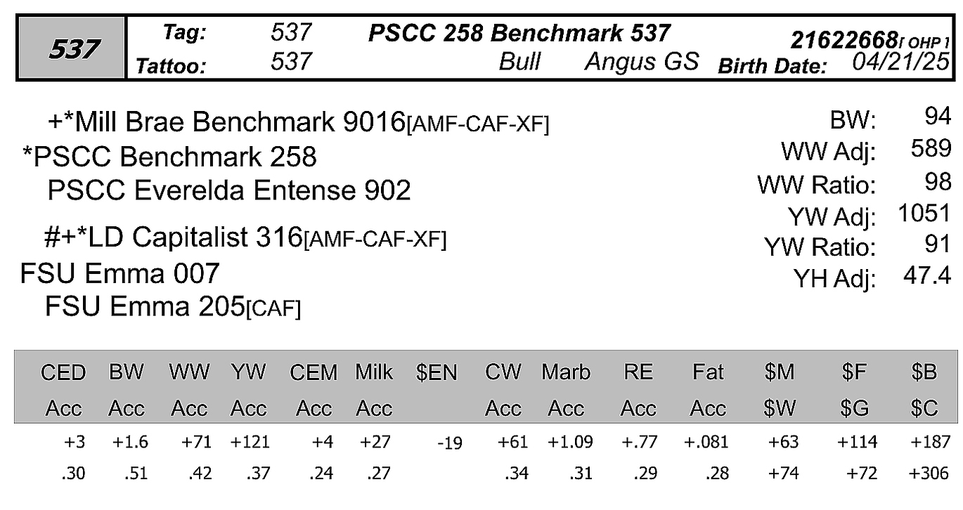 bull sale data fsu 537