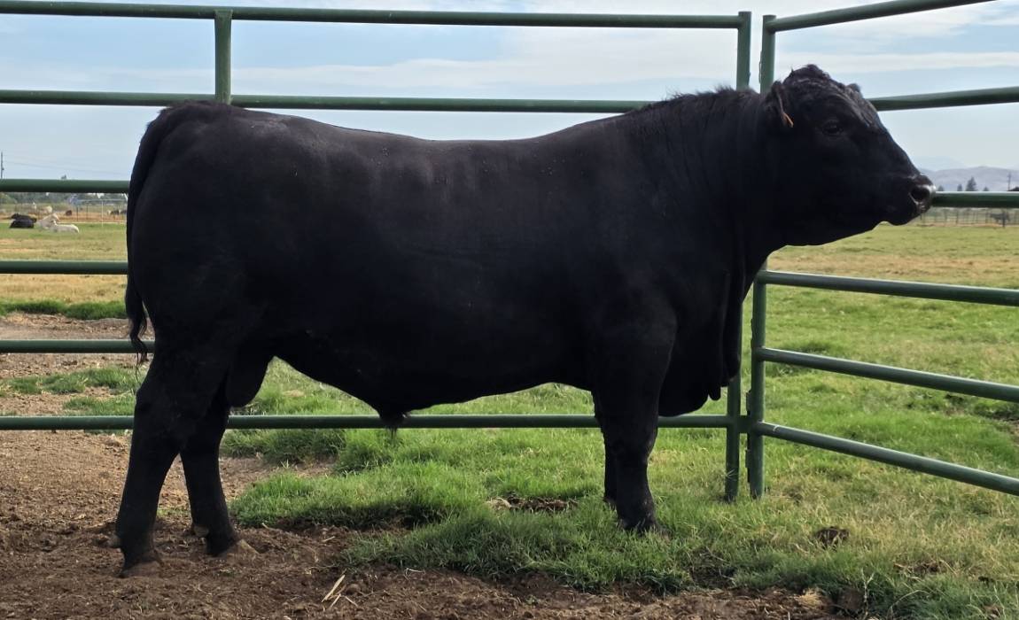 FSU BULL 504