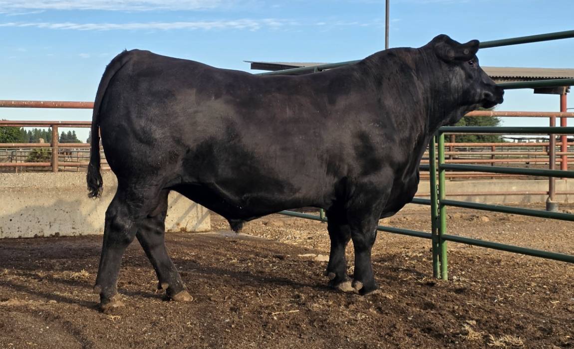 FSU BULL 511 PHOTO