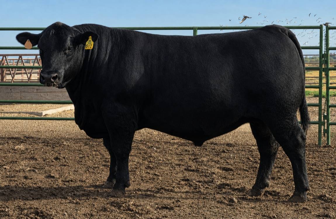 photo of FSU bull 512