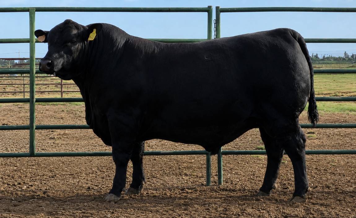 photo of FSU bull 516