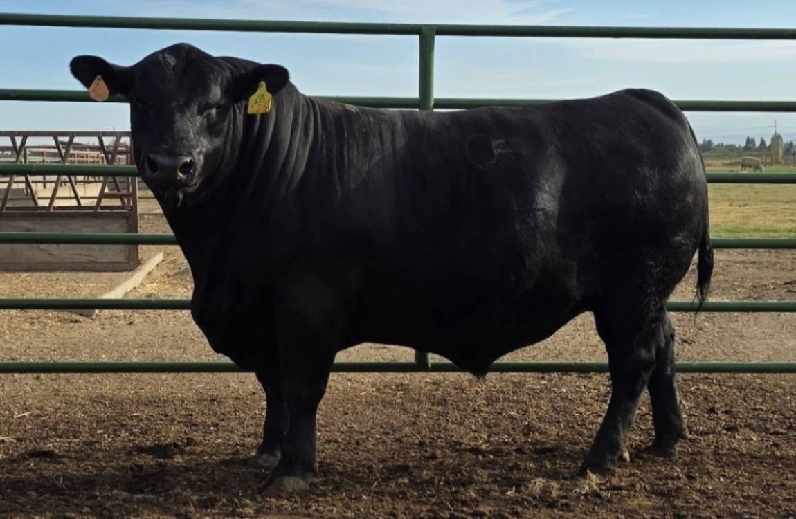 photo of FSU bull 535