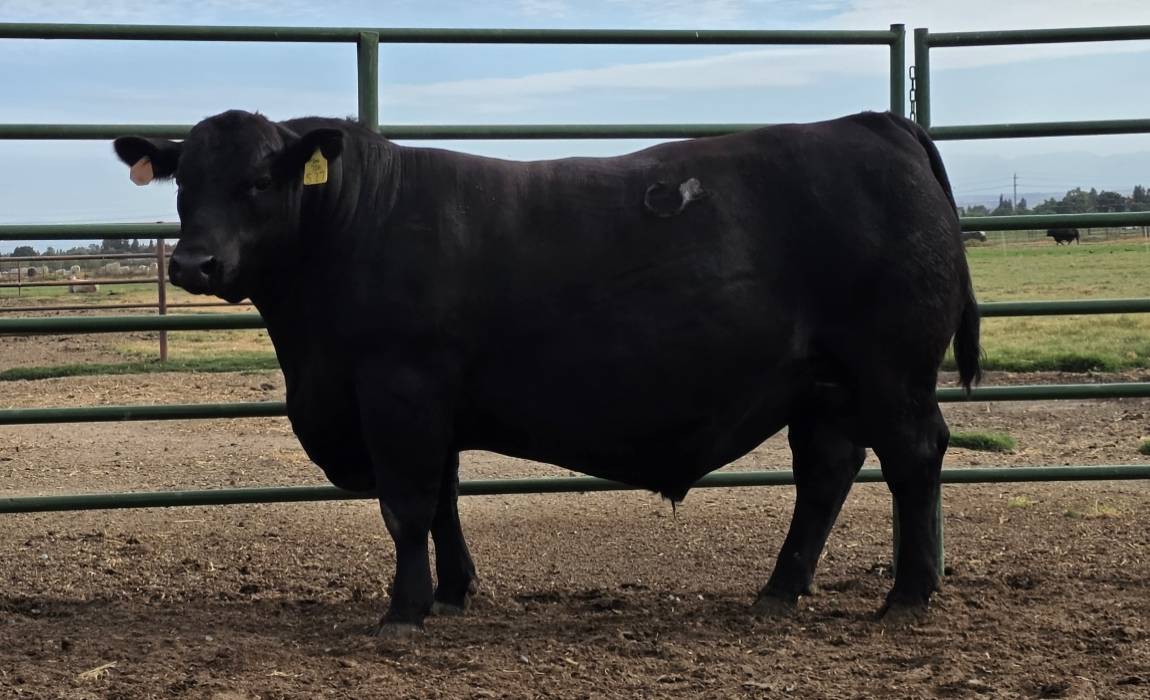 photo of FSU bull 537