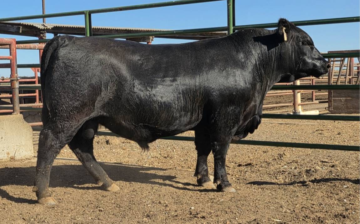 photo of gcc bull 572